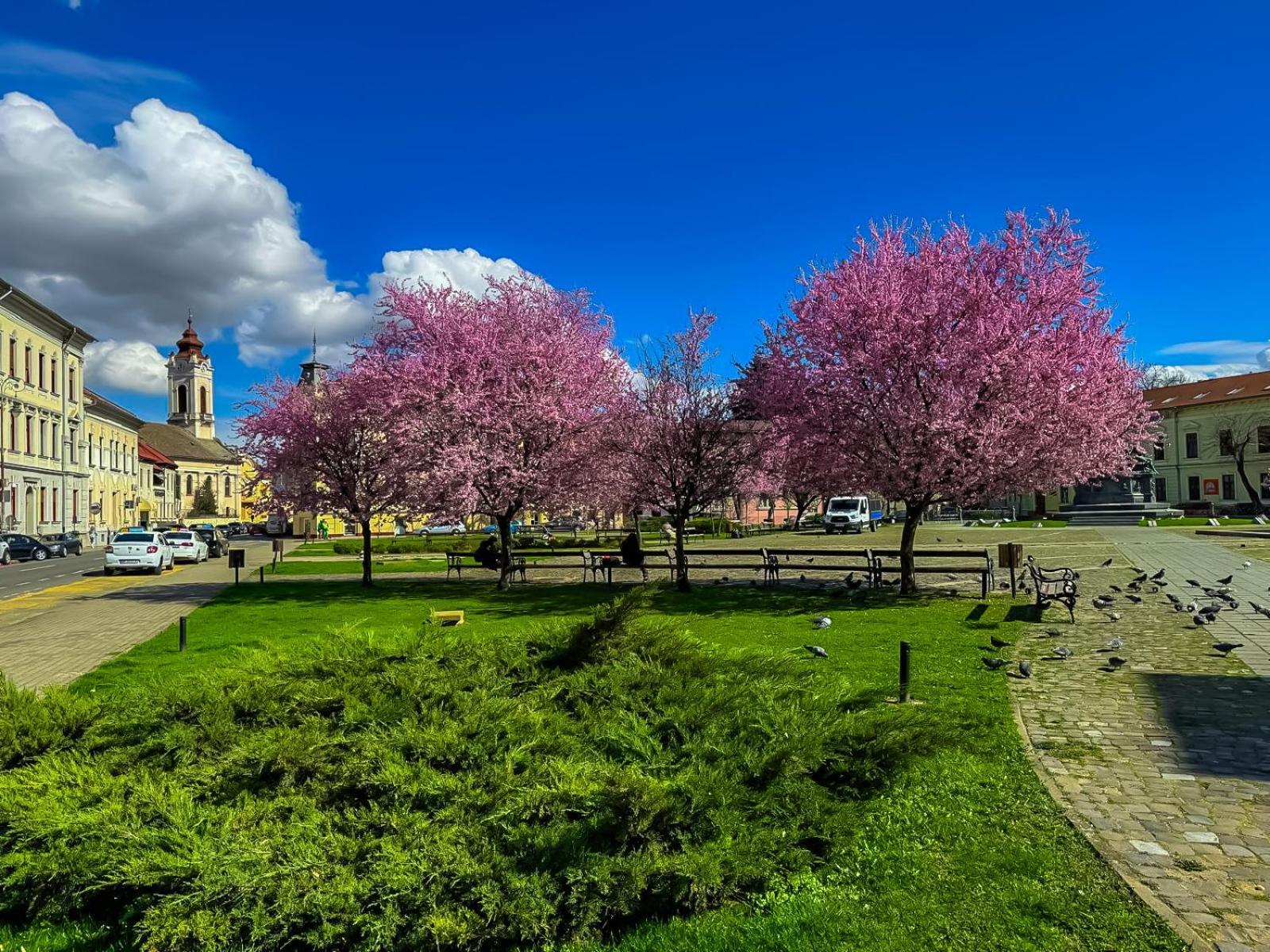 Hera'S Garden Arad Buitenkant foto
